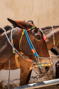 Close-up of a horse