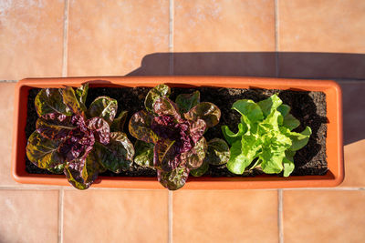 High angle view of vegetables on plant