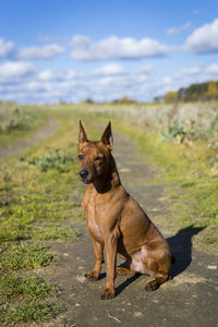 Dog looking away on field