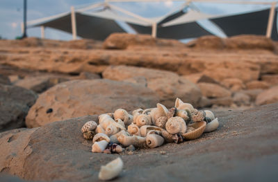 Close-up of shells on sand