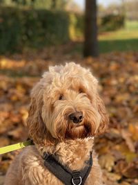 Cockapoo head shot, autumn / fall