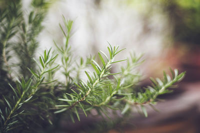 Close-up of fresh green plant