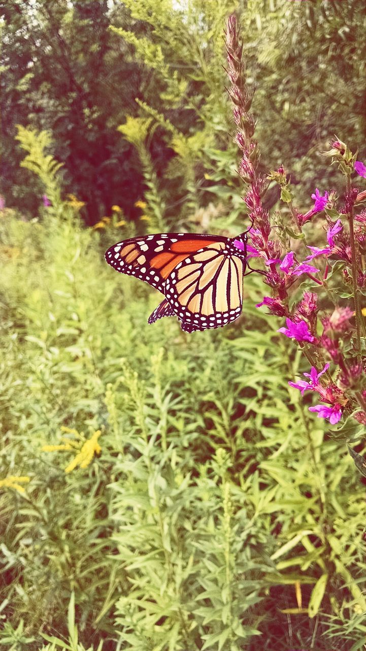 insect, one animal, flower, animal themes, animals in the wild, butterfly - insect, wildlife, plant, growth, beauty in nature, focus on foreground, butterfly, nature, fragility, close-up, animal markings, freshness, green color, selective focus, outdoors