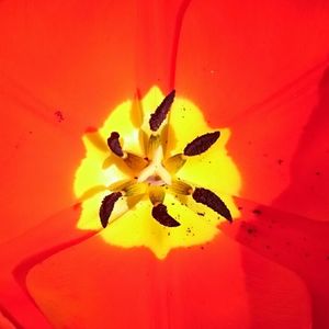 Close-up of orange flower