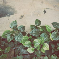 High angle view of raindrops on leaves