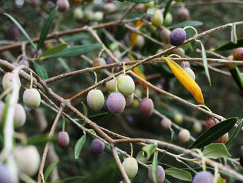 Close-up of berries growing on tree