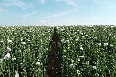 Plants growing on field against sky