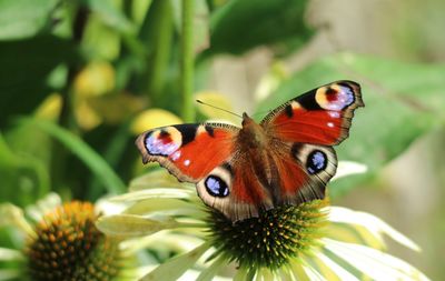 Close-up of butterfly on flower