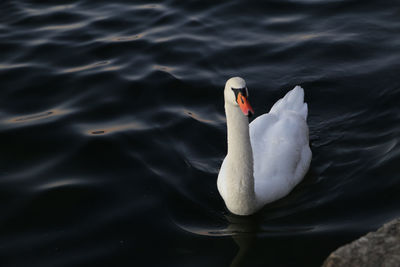 Swan swimming in lake