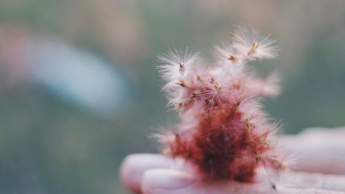 Cropped hand holding dandelion seed