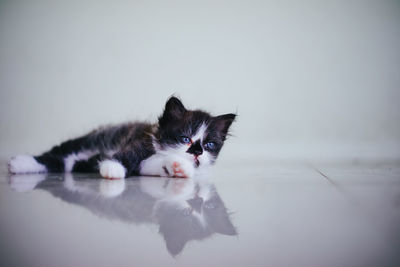 Cat relaxing in a water