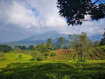 Scenic view of agricultural field against sky