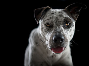 Close-up portrait of dog against black background