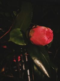 Close-up of red flower against black background
