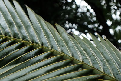 Close-up of wet palm leaf