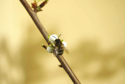 Close-up of insect on mirabelle bud