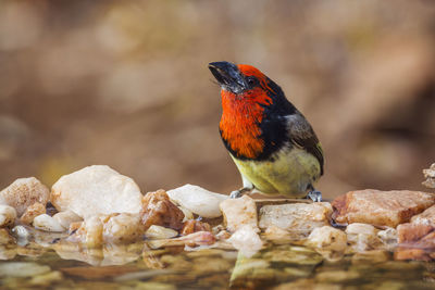 Close-up of bird perching on rock