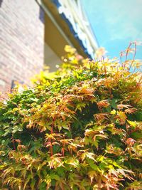 Low angle view of plant against building