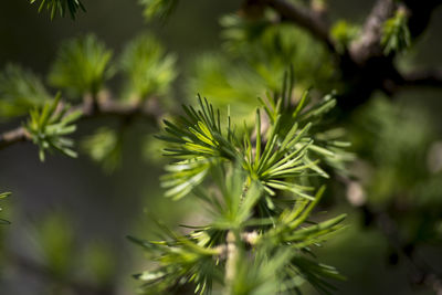 Close-up of pine cone on branch