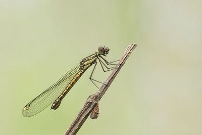 Close-up of damselfly on stem