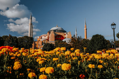 Hagia sophia. view of yellow flowering plants against buildings. 