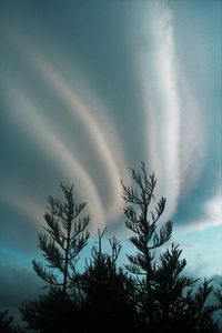 Low angle view of silhouette trees against sky