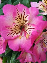 Close-up of pink flowers blooming outdoors