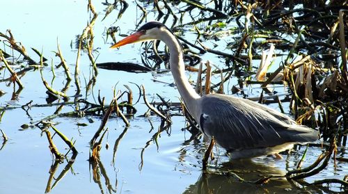 Side view of a bird in water