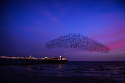 A murmuration of starlings at sunset over brighton pier 