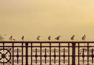 Seagulls perching on railing against clear sky