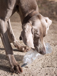 Close-up of dog