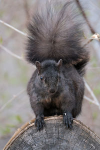 High angle view of an animal on wood