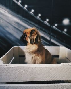 Close-up of dog sitting on floor