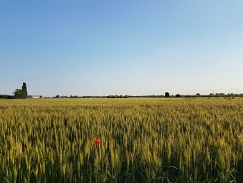 Scenic view of agricultural field against clear sky