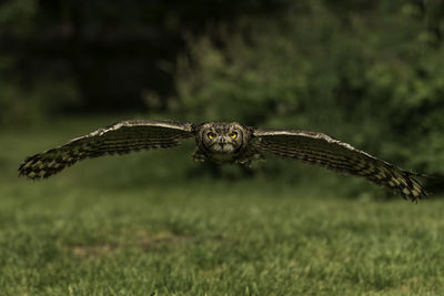 Bird flying over a field