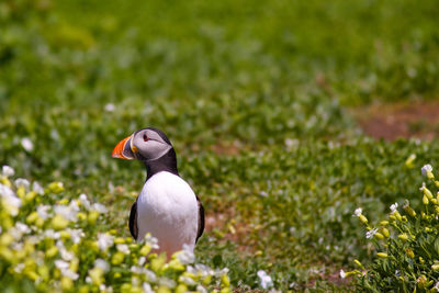 Close-up of bird on rock