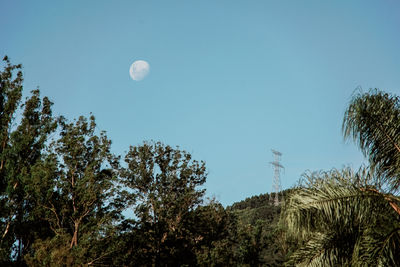 Low angle view of trees against clear blue sky