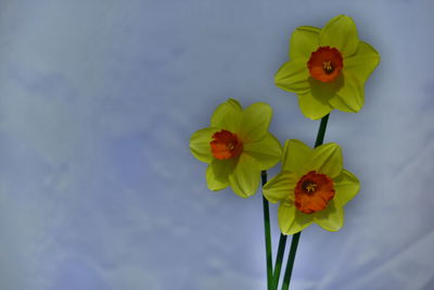 Close-up of yellow flowering plant against blue sky