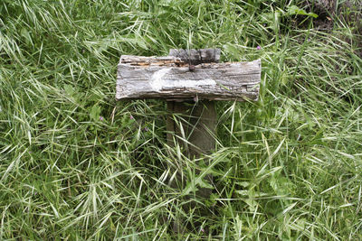 High angle view of old wood on field