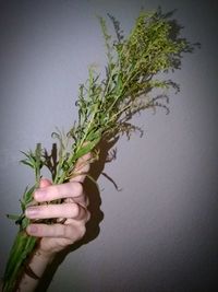 Close-up of hand holding plant