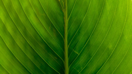 Full frame shot of palm leaf