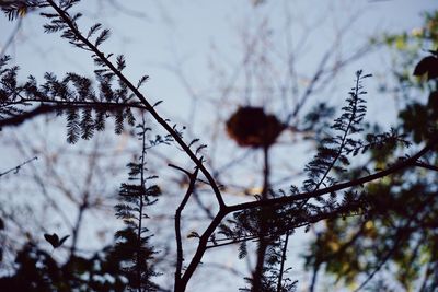 Low angle view of branches against sky