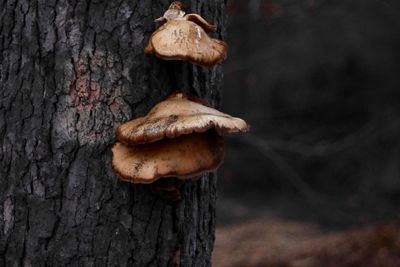 Close-up of mushroom on tree