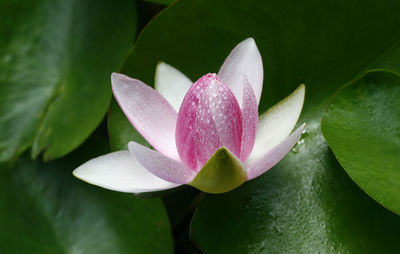 Pink lotus in lake pond
