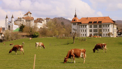 Horses in a field