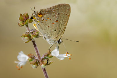 Close-up of butterfly pollinating on flower