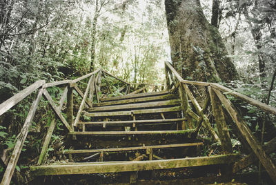 View of bamboo trees in forest