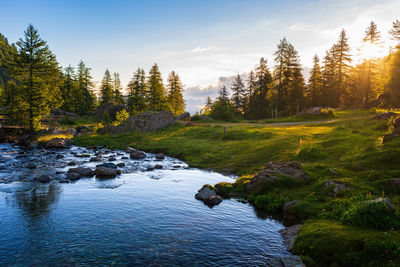 Scenic view of river stream amidst trees in forest against sky