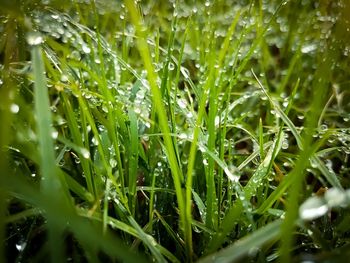 Full frame shot of wet grass