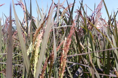 Close-up of stalks in field against sky
